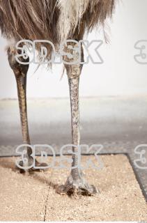 Emus leg photo reference 0075